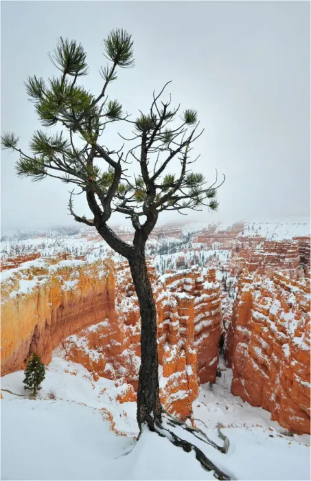 Framed Print : Bryce Canyon National park with a winter covering of snow, Utah, south west United States