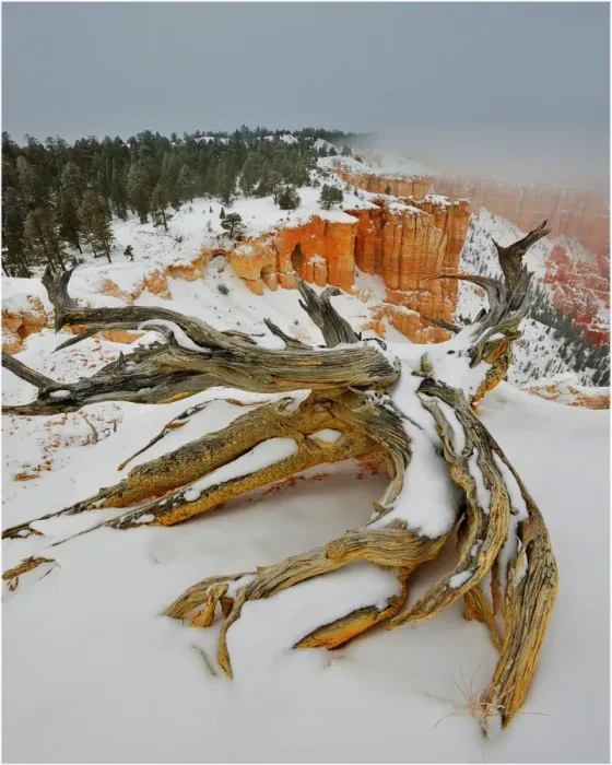 Framed Print : Bryce Canyon National park with a winter covering of snow, Utah, south west United States