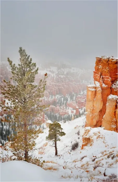 Framed Print : Bryce Canyon National park with a winter covering of snow, Utah, south west United States Framed Print : Bryce Canyon National park with a winter covering of snow, Utah, south west United States