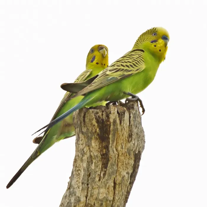 Framed Print : Budgies at the Degrey River Framed Print : Budgies at the Degrey River