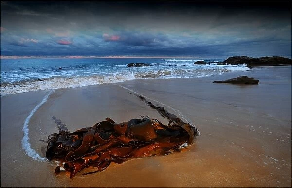 Bull Kelp stranded on the beach at Skenes Creek, south west Victoria, Australia
