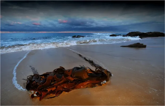 Framed Print : Bull Kelp stranded on the beach at Skenes Creek, south west Victoria, Australia