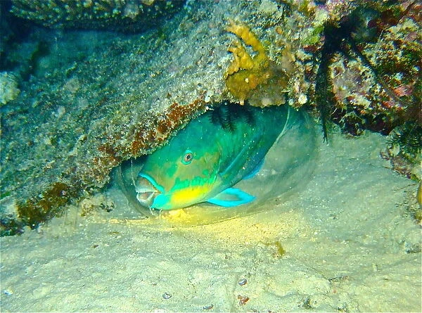 Bullethead Parrotfish at night