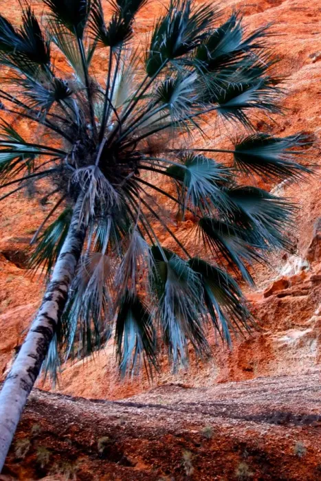 Framed Print : Bungle palm Framed Print : Bungle palm