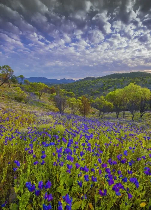 Framed Print : Bunyeroo valley in Spring Framed Print : Bunyeroo valley in Spring