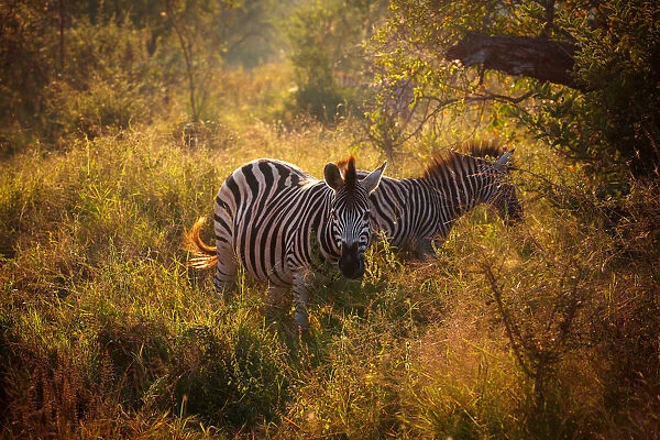 Burchells Zebras in the Morning Light, Kruger National Park, South Africa