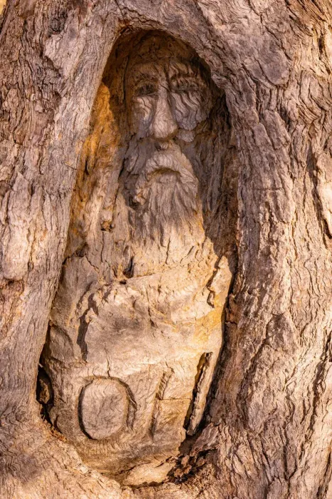 Framed Print : Burke and Wills Face Tree