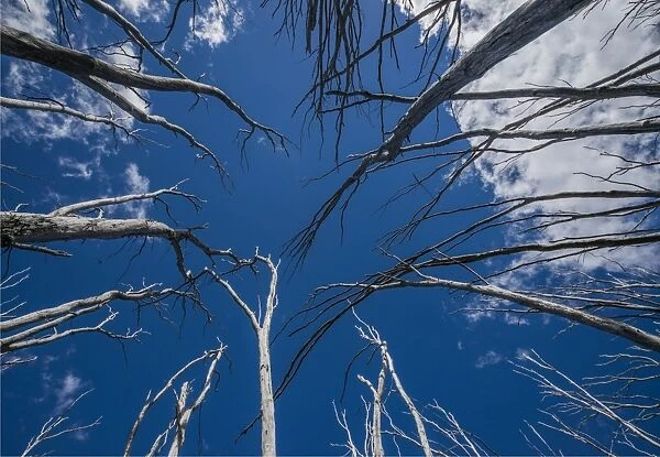 Burnt trees at Falls creek in the Alpine mountainous region of north east Victoria, Australia