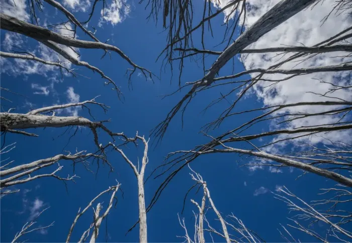 Framed Print : Burnt trees at Falls creek in the Alpine mountainous region of north east Victoria, Australia
