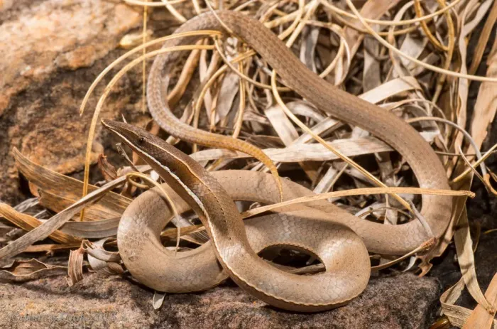 Framed Print : Burtons legless lizard Framed Print : Burtons legless lizard