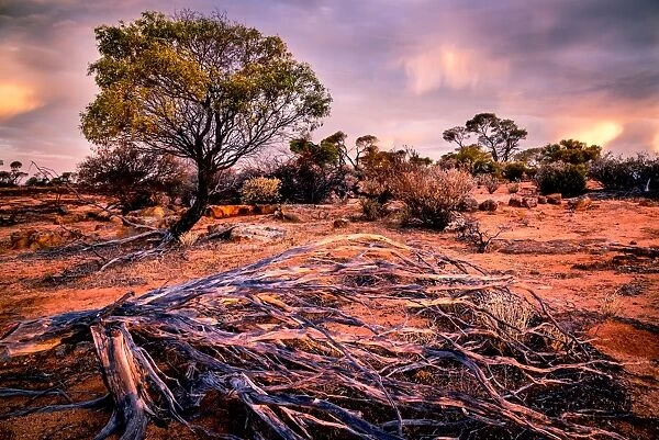 Bush, Desert, Western Australia, australia, outback, red, sunset
