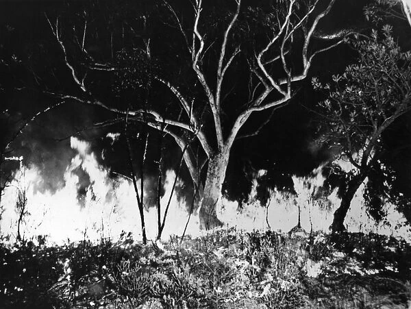 Bush Fire. circa 1965: A bush fire in Victoria, Australia