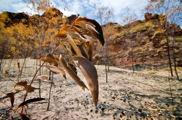 Framed Print : After the Bush Fire Kununurra WA