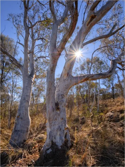 Framed Print : Bushland on Mount Ainslie, Canberra, ACT, Australia