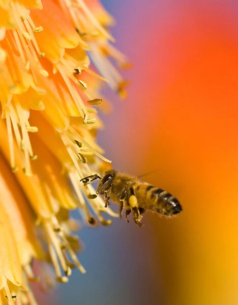 Busy Bee. A bee buzzing around a Red Hot Poker Plant