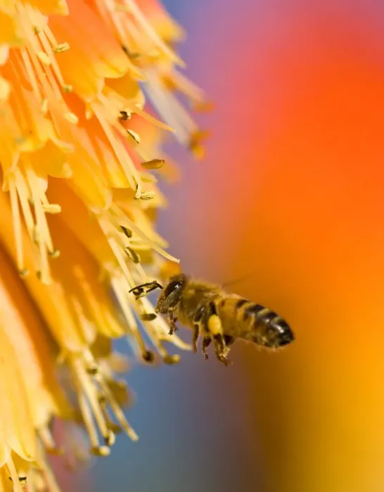 Framed Print : Busy Bee. A bee buzzing around a Red Hot Poker Plant