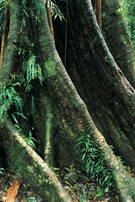 Framed Print : Butresses of giant rainforest tree, Dorrigo National Park, New South Wales, Australia