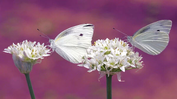 Two butterflies sucking nectar in parallel
