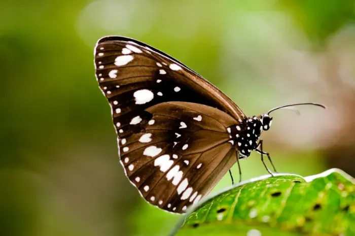 Framed Print : butterfly. gorgeous lady butterfly posed for me while we were browsing Framed Print : butterfly. gorgeous lady butterfly posed for me while we were browsing