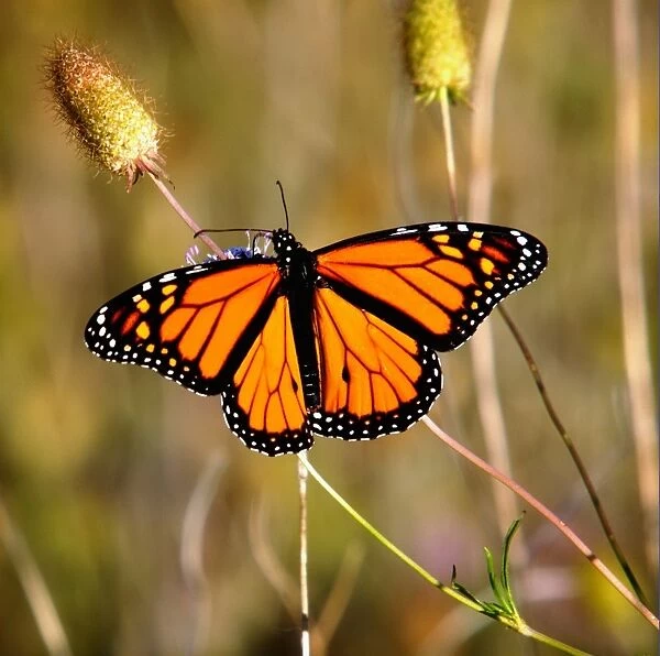 Butterfly. Large Monarch butterfly with wings fully spread resting on flower in sunshine