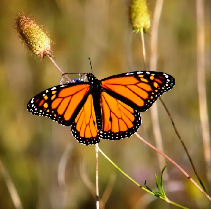 Framed Print : Butterfly. Large Monarch butterfly with wings fully spread resting on flower in sunshine