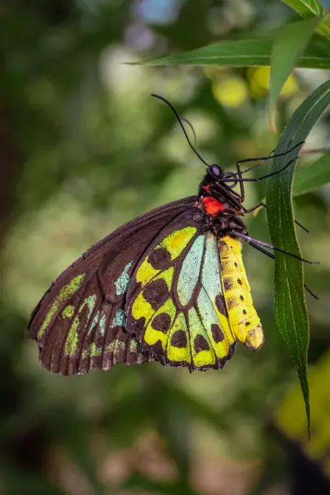 Framed Print : Butterfly close-up