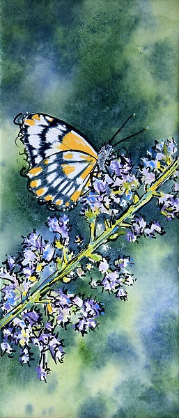 Butterfly Resting on a Nepeta Flower Mixed Media Painting