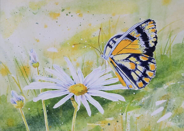 Detail of Butterfly Resting on a White Daisy Flower Watercolor Painting