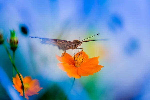 A butterfly on a yellow cosmos