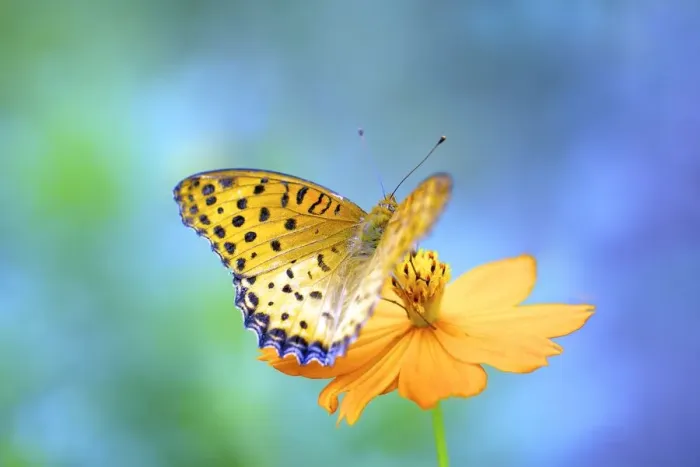 Framed Print : A butterfly on a yellow cosmos