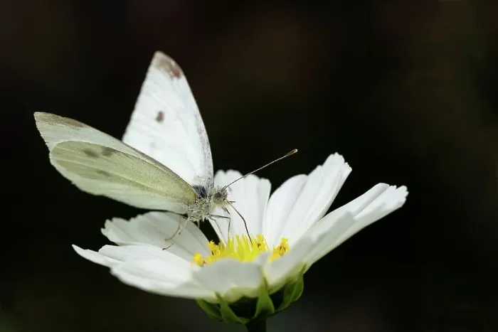 Framed Print : Cabbage white Butterfly on a daisy Framed Print : Cabbage white Butterfly on a daisy