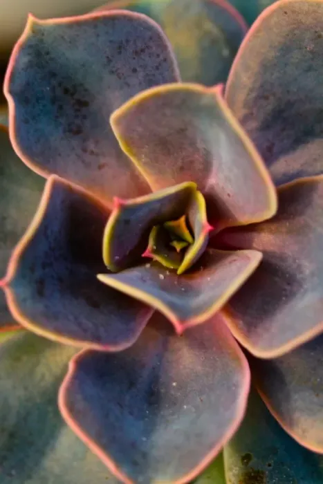 Framed Print : Cacti Close up