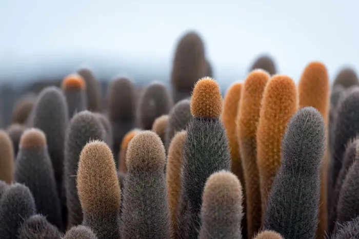 Framed Print : Cacti of GalAapagos Framed Print : Cacti of GalAapagos