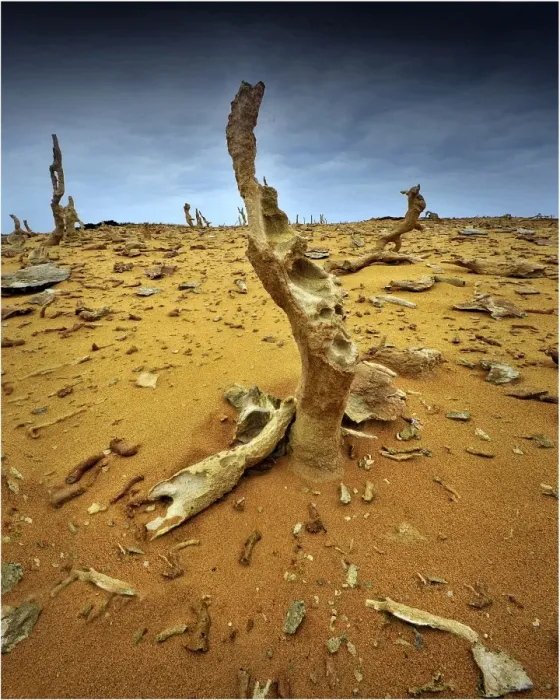 Framed Print : Calcified forest