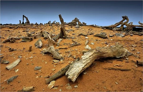 Calcified forest