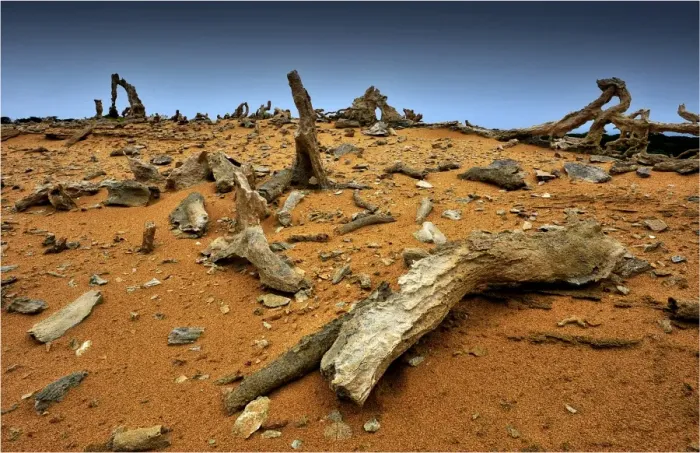 Framed Print : Calcified forest