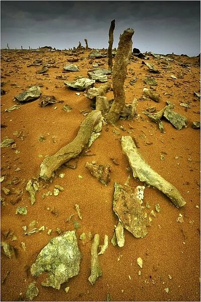 Calcified Forest