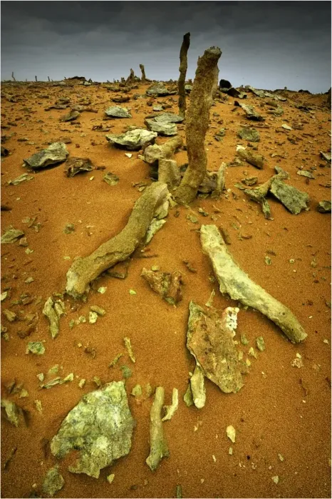 Framed Print : Calcified Forest