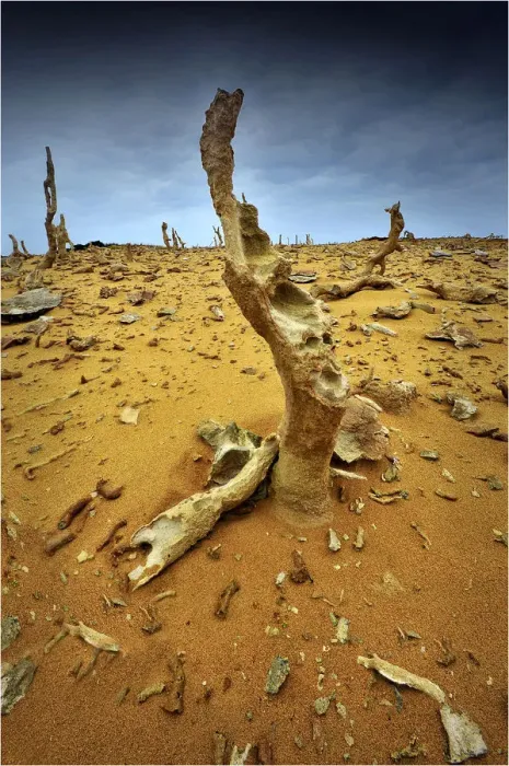 Framed Print : Calcified forest