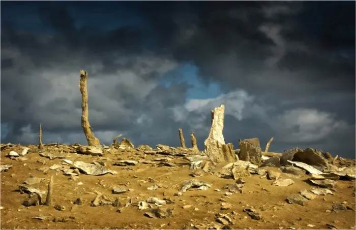 Framed Print : Calcified forest