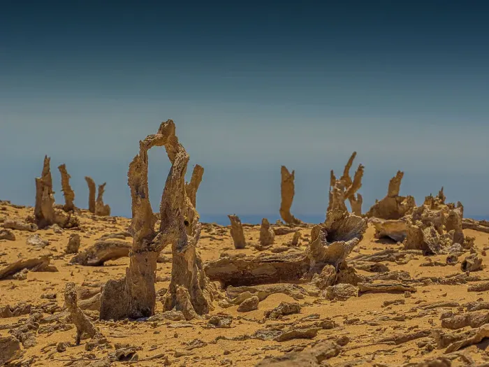 Framed Print : The calcified Forest on King Island, Bass Strait, Tasmania, Australia