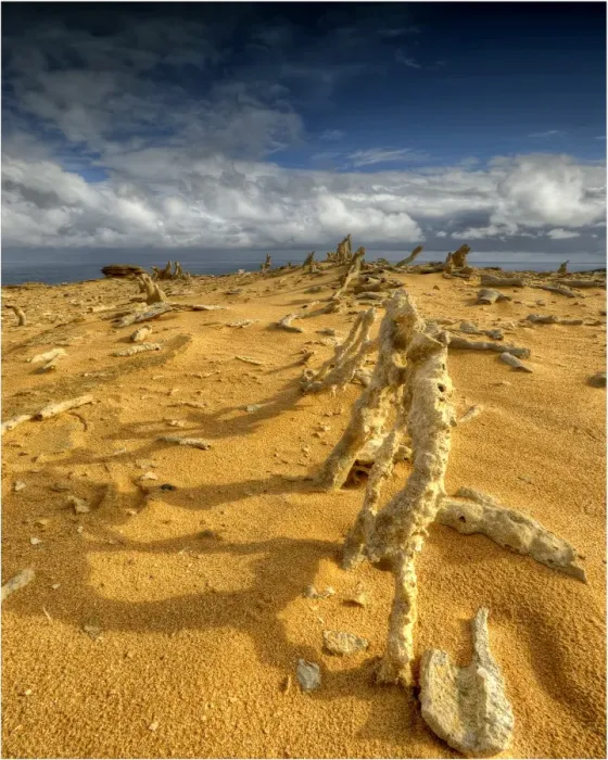 Framed Print : The Calcified forest, in the Seal rocks Nature reserve, King Island, Bass Strait, Tasmania