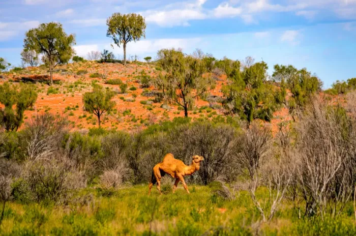 Framed Print : Camel in Australias red Center, Northern Territory