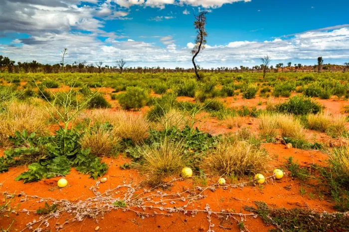 Framed Print : Camel melons and Deset Oak in Australias Red Heart
