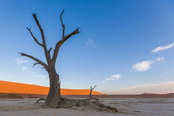 Framed Print : Camel Thorn Trees at Deadvlei near Sossusvlei during sunset over dunes, Namibia, Africa