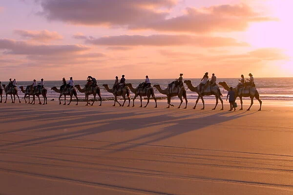 Camels at Sunset, Cable Beach, Broome