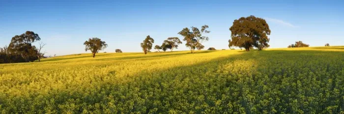 Framed Print : canola crop with morning light