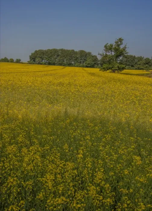 Framed Print : Canola field