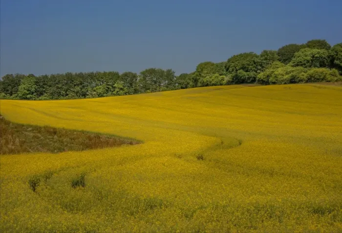 Framed Print : Canola field in dorset Framed Print : Canola field in dorset