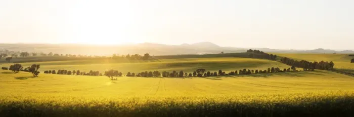 Framed Print : Canola field sunrise light country yellow Framed Print : Canola field sunrise light country yellow